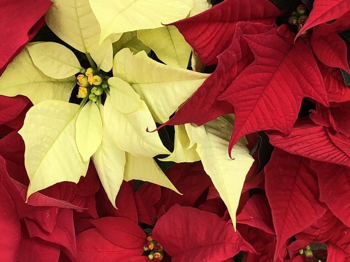 f:id:vegan-support-BiNatureen:20191216233013j:plain f:id:vegan-support-BiNatureen:20191216233013j:plain