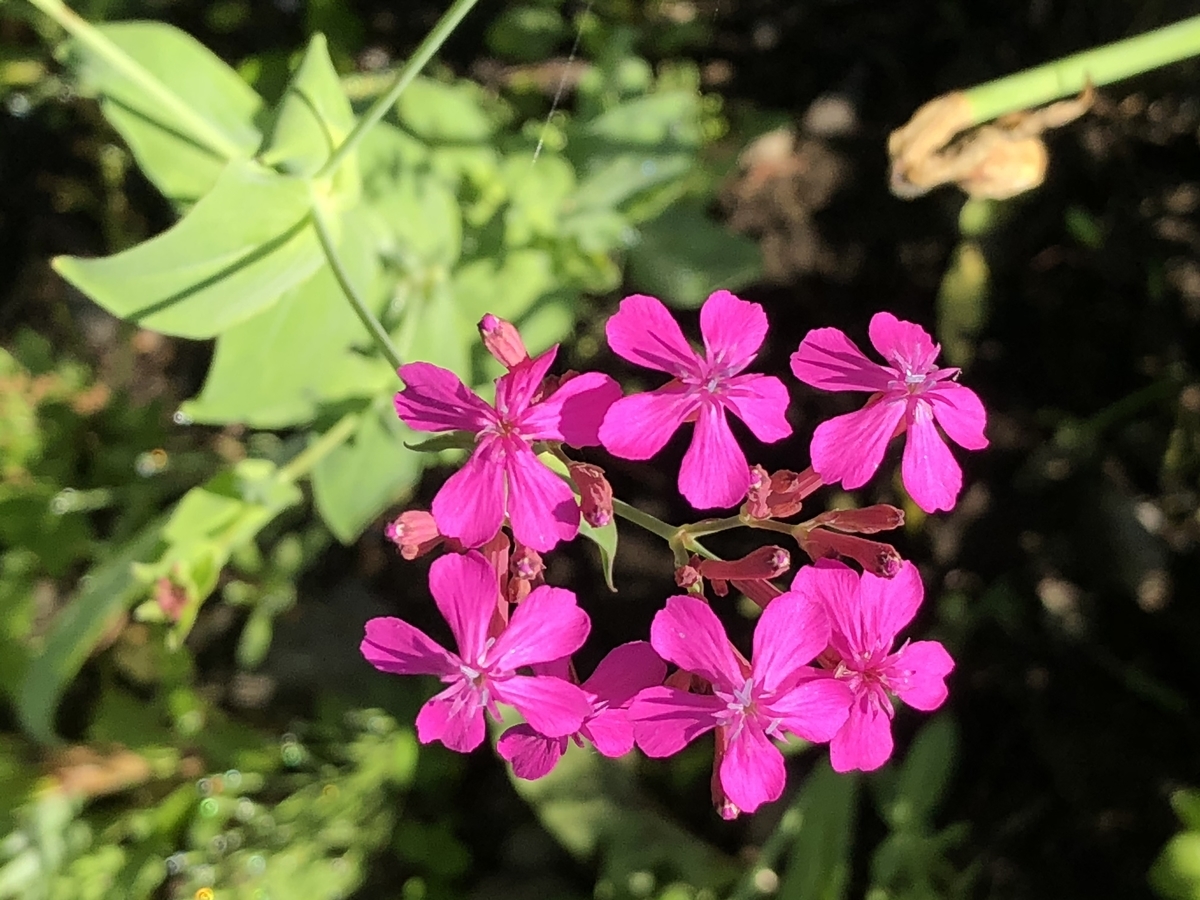 ムシトリナデシコとは 動植物の人気 最新記事を集めました はてな ムシトリナデシコとは 動植物の人気 最新記事を集めました はてな