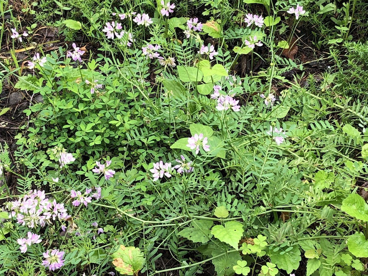 f:id:vegan-support-BiNatureen:20200723142227j:plain