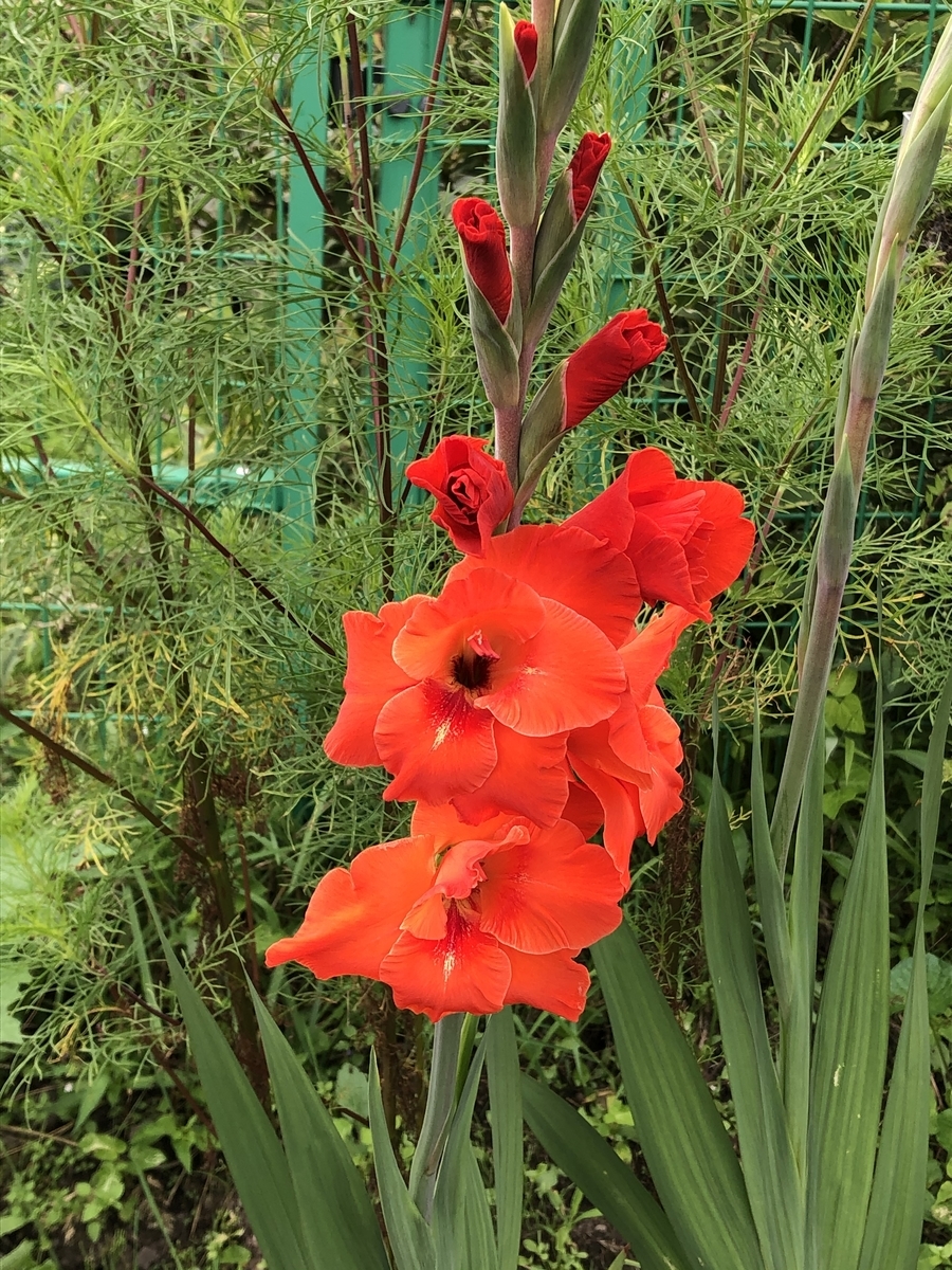 信じ任せる Vegan Support Binatureenの日記