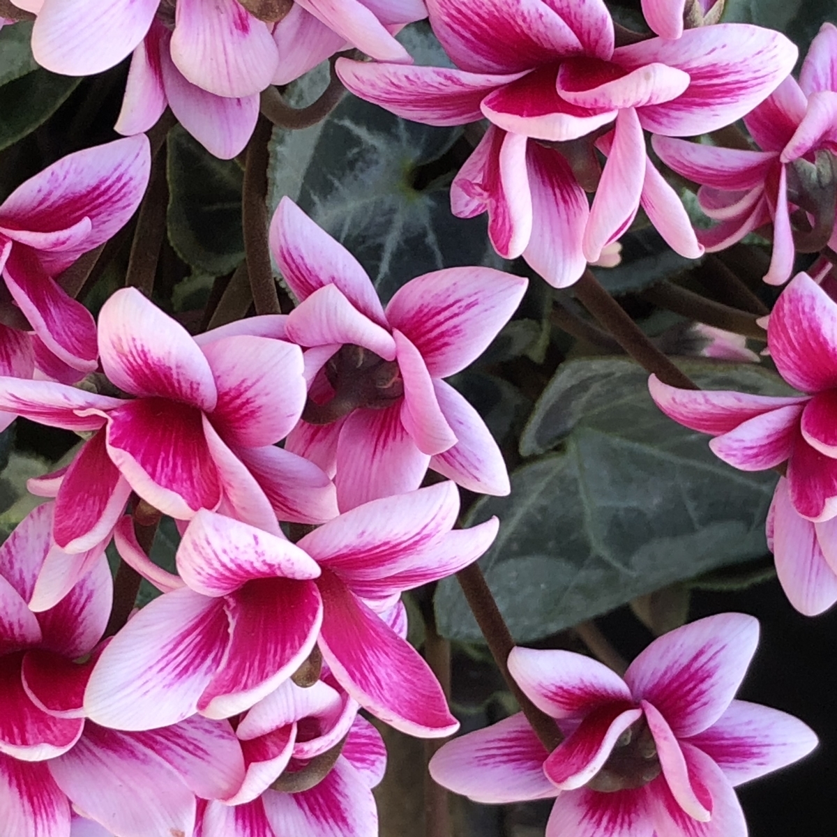 f:id:vegan-support-BiNatureen:20201206162900j:plain