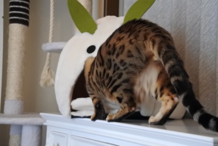f:id:vegan24:20171008204132j:plain