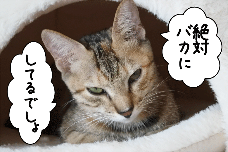 f:id:vegan24:20171022095433p:plain