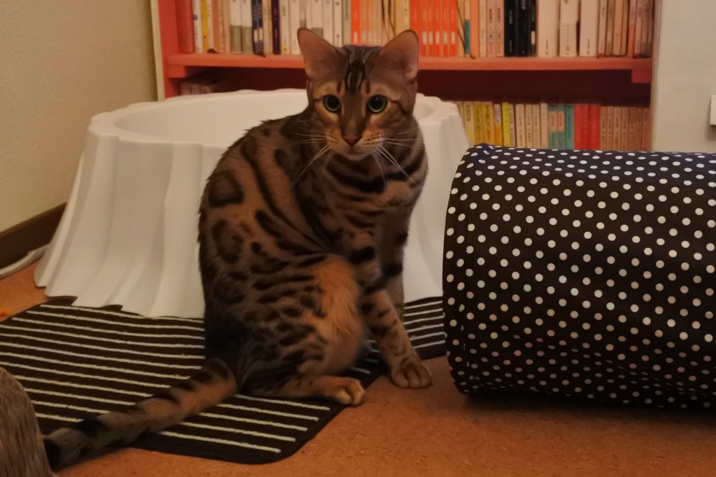 f:id:vegan24:20171030203905j:plain f:id:vegan24:20171030203905j:plain