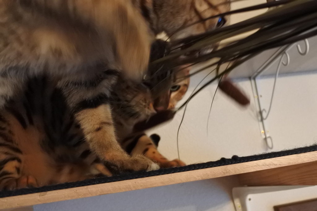 f:id:vegan24:20171108154208j:plain