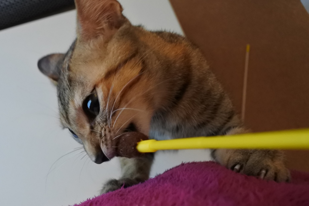 f:id:vegan24:20171108154706j:plain