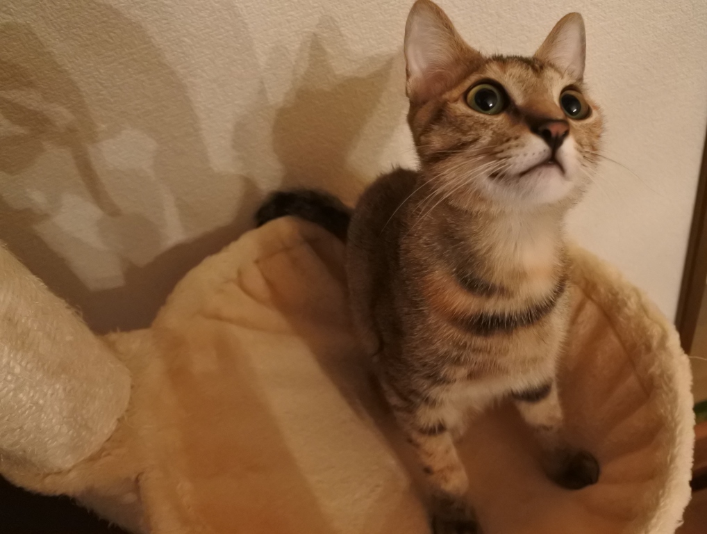 f:id:vegan24:20171108164714j:plain