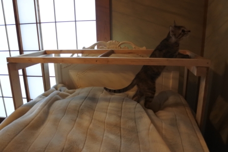 猫用のコタツ型ベッド 手作りしました むぎわら猫とベンガル猫と アニマルライツ