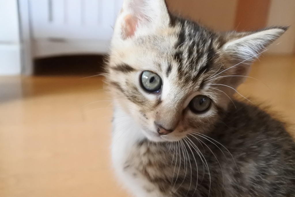 f:id:vegan24:20171125102633j:plain f:id:vegan24:20171125102633j:plain