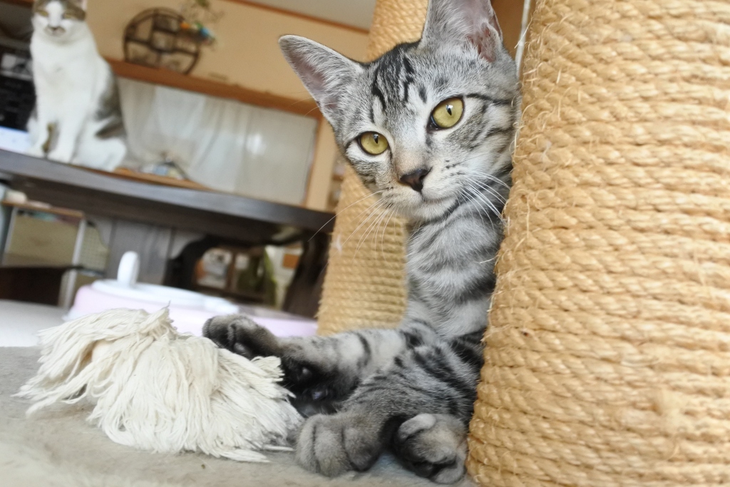 f:id:vegan24:20171125102647j:plain f:id:vegan24:20171125102647j:plain