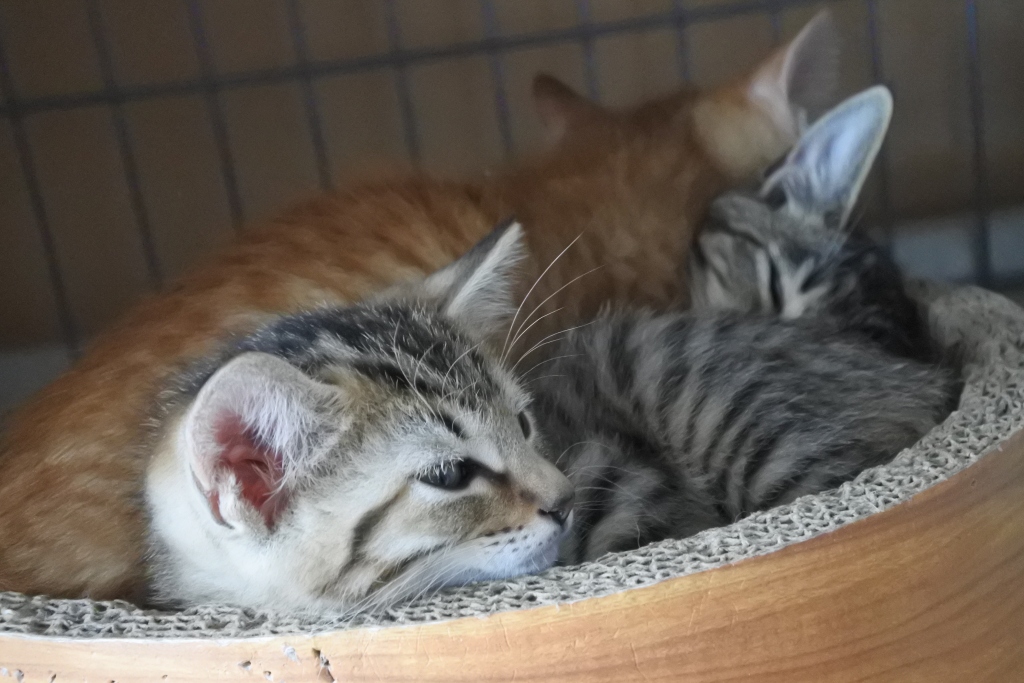 f:id:vegan24:20171125102709j:plain f:id:vegan24:20171125102709j:plain