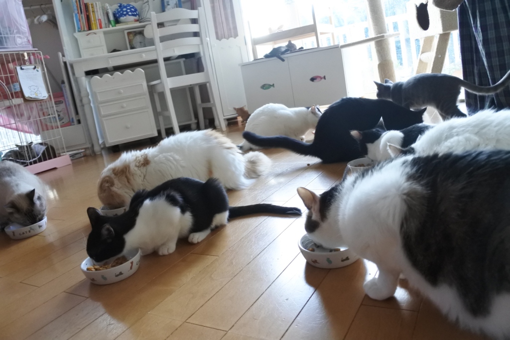 f:id:vegan24:20171125102726j:plain f:id:vegan24:20171125102726j:plain