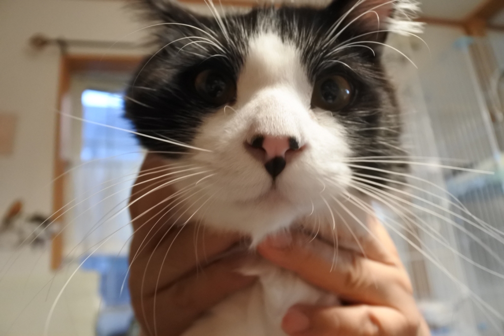 f:id:vegan24:20171125102734j:plain f:id:vegan24:20171125102734j:plain