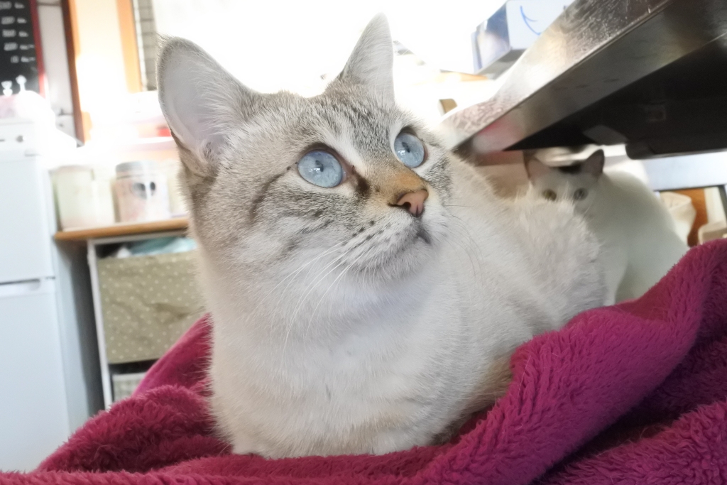 f:id:vegan24:20171125102743j:plain f:id:vegan24:20171125102743j:plain