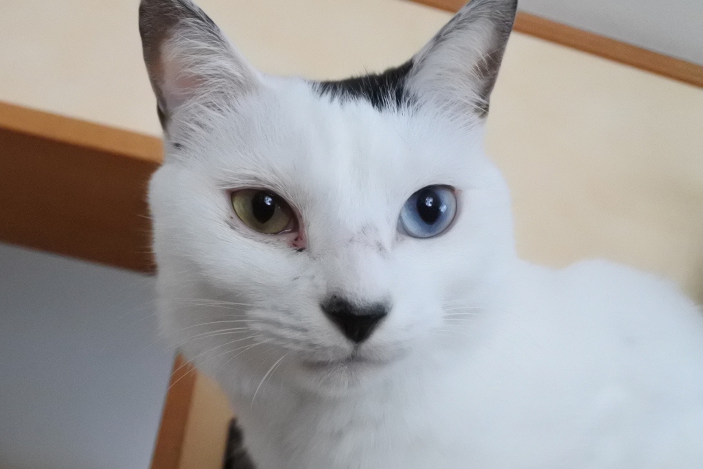 f:id:vegan24:20171125102749j:plain f:id:vegan24:20171125102749j:plain