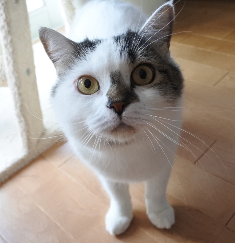 f:id:vegan24:20171125102755j:plain f:id:vegan24:20171125102755j:plain