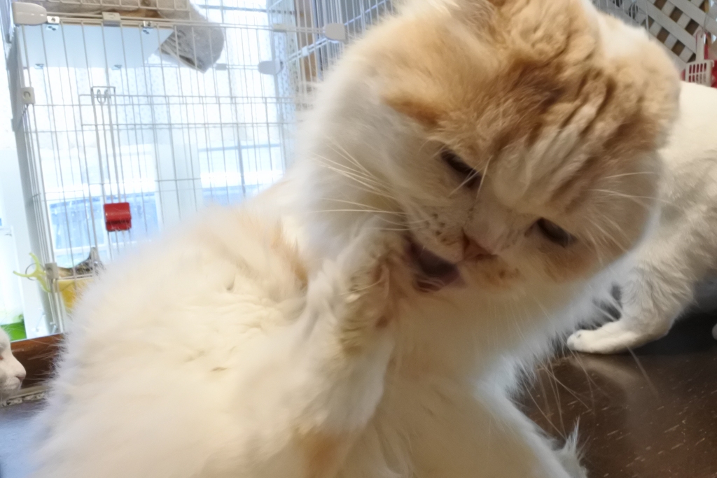 f:id:vegan24:20171125102822j:plain f:id:vegan24:20171125102822j:plain