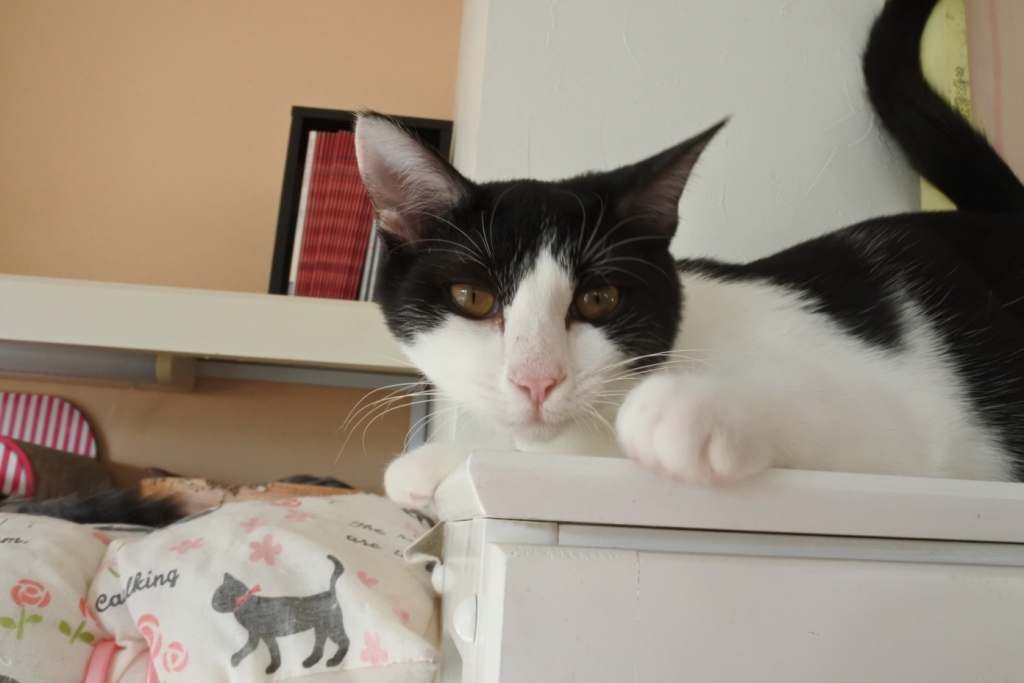 f:id:vegan24:20171125102952j:plain f:id:vegan24:20171125102952j:plain