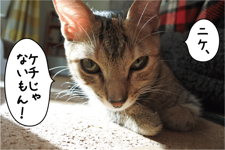 f:id:vegan24:20171212210612p:plain f:id:vegan24:20171212210612p:plain