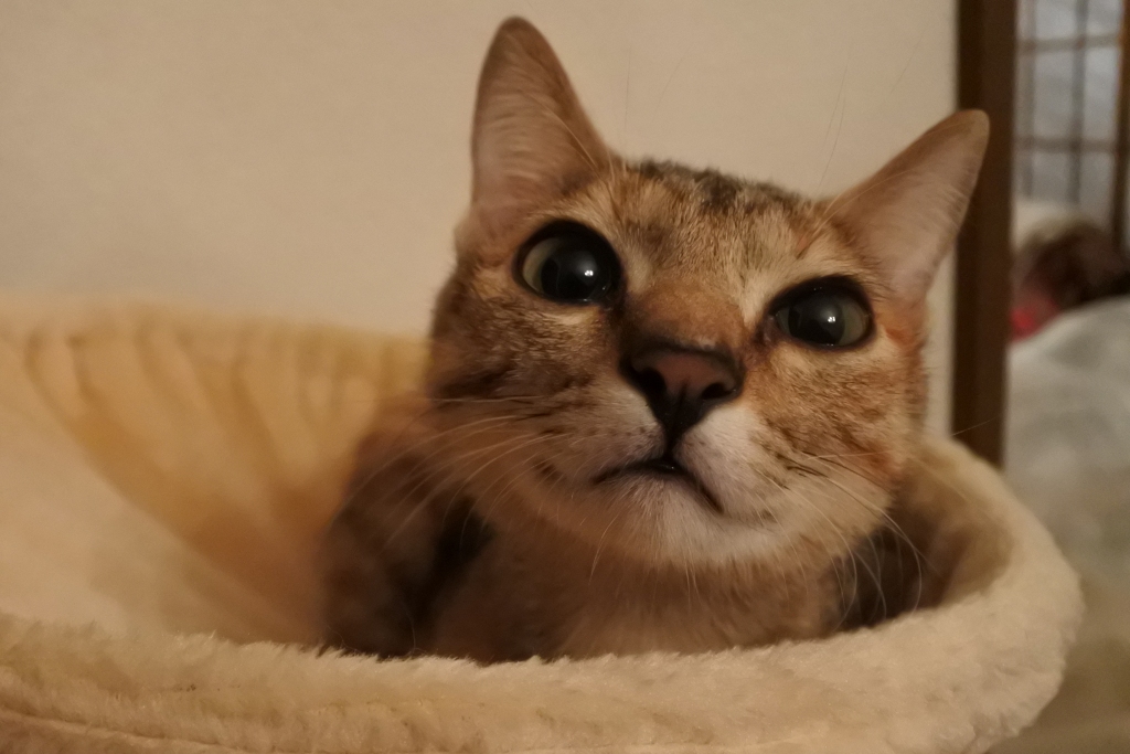 f:id:vegan24:20171212212321j:plain f:id:vegan24:20171212212321j:plain