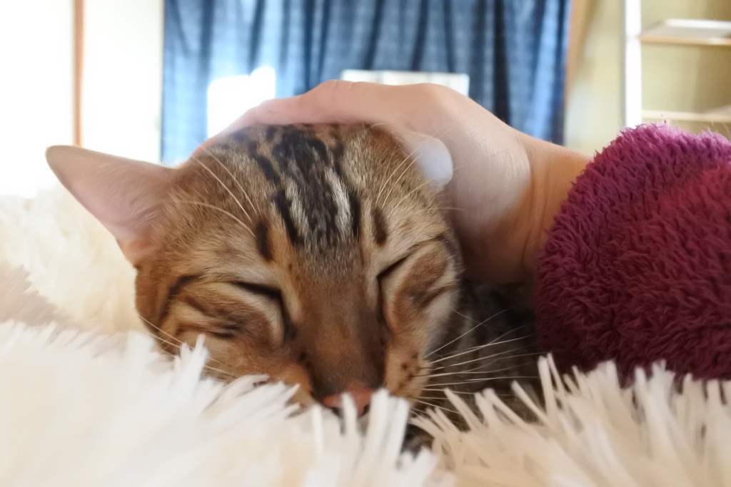 f:id:vegan24:20171212212328j:plain f:id:vegan24:20171212212328j:plain