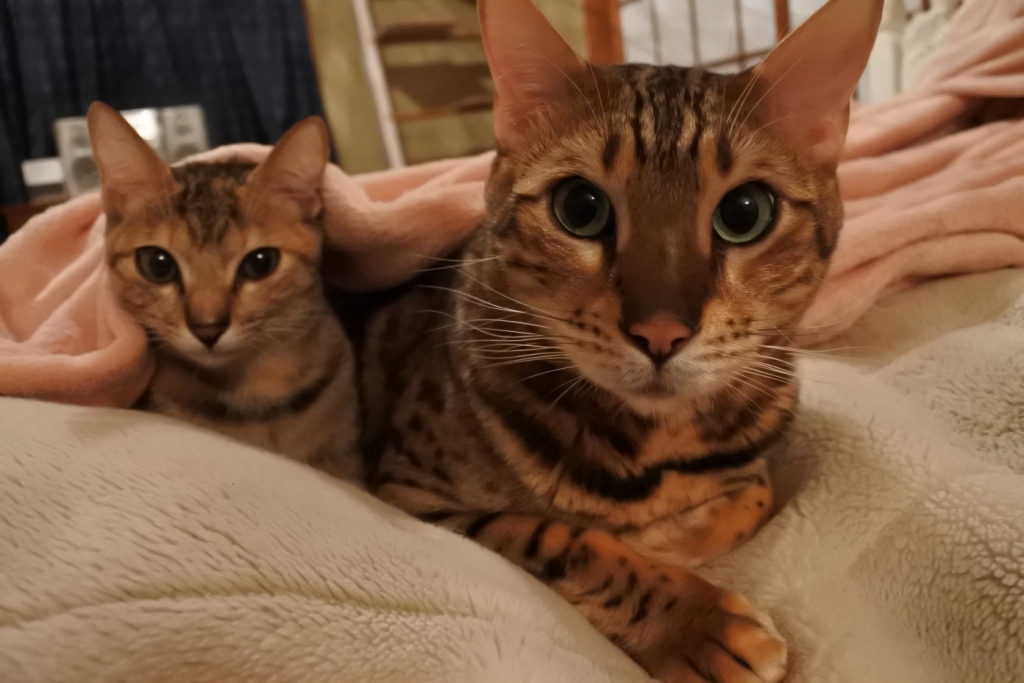 f:id:vegan24:20171212214343j:plain f:id:vegan24:20171212214343j:plain