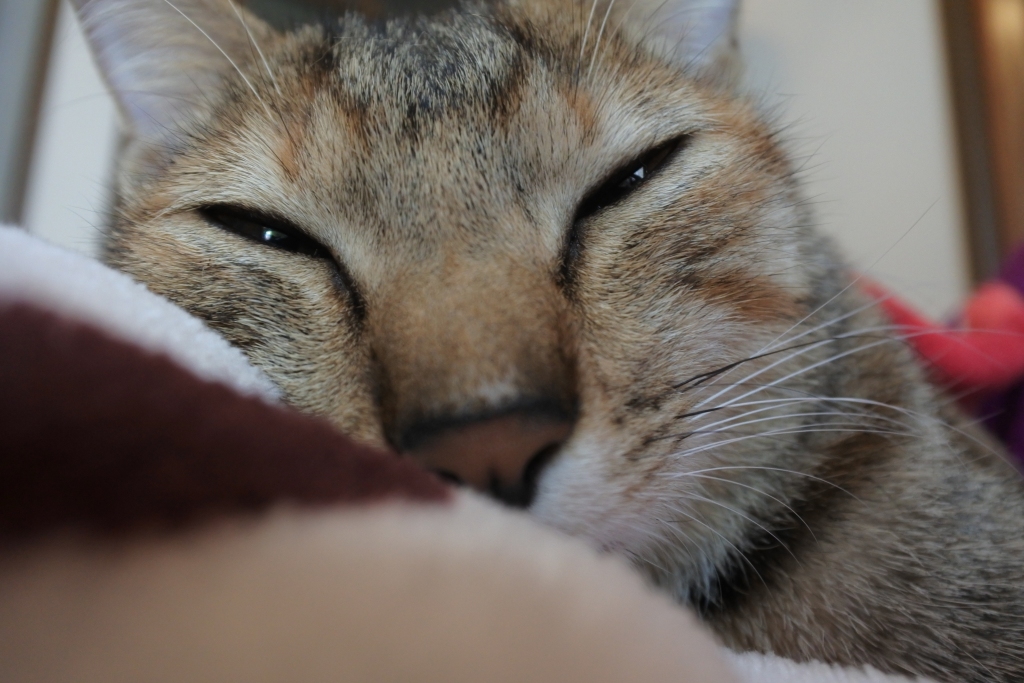 f:id:vegan24:20171213211029j:plain