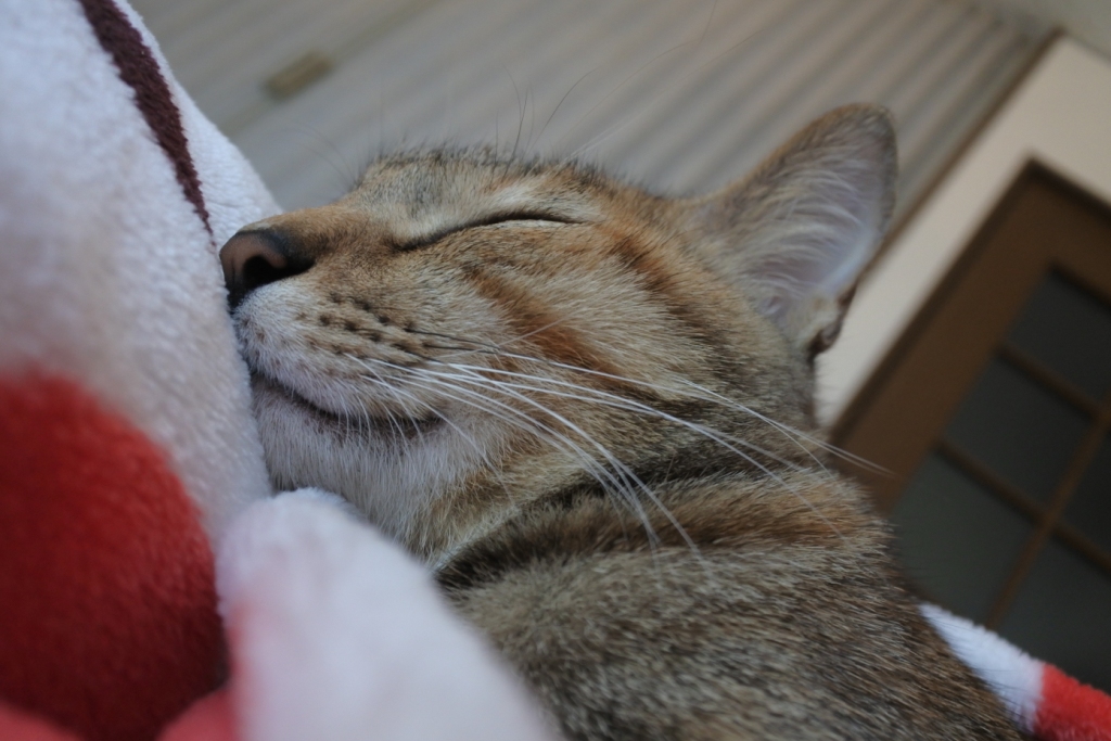 f:id:vegan24:20171213211038j:plain