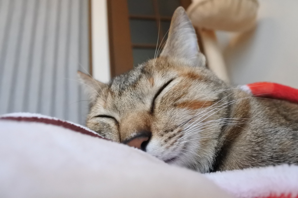 f:id:vegan24:20171213211048j:plain