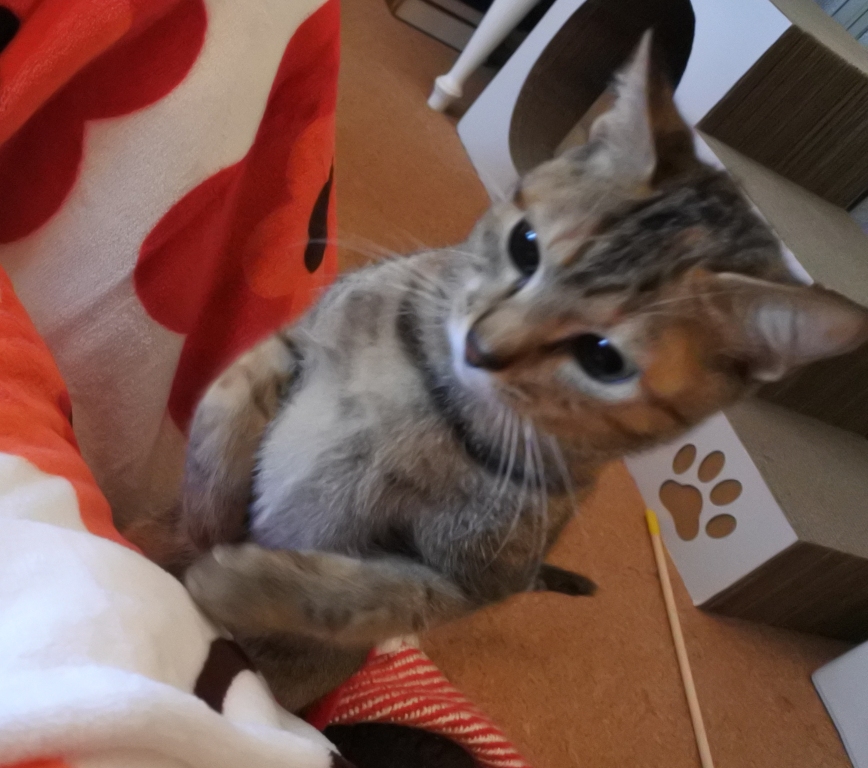 f:id:vegan24:20171213211055j:plain