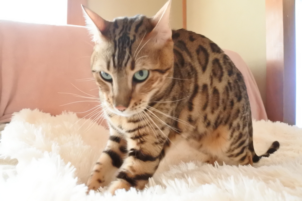 f:id:vegan24:20171213213115j:plain