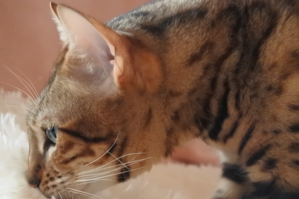 f:id:vegan24:20171213213122j:plain