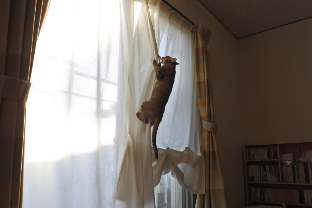 f:id:vegan24:20171228200457j:plain