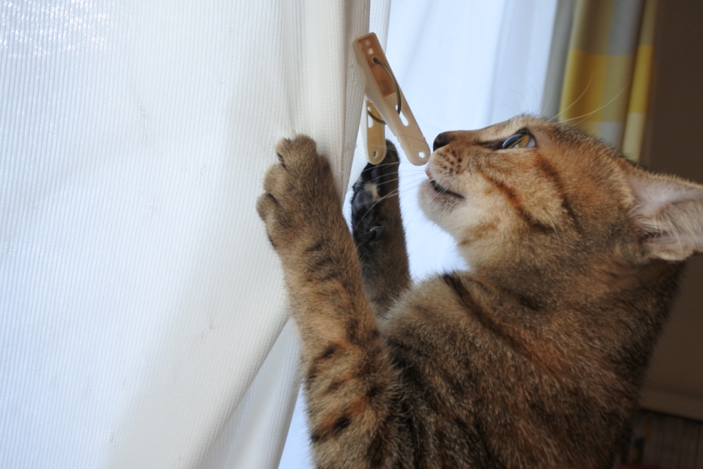 f:id:vegan24:20171228200512j:plain