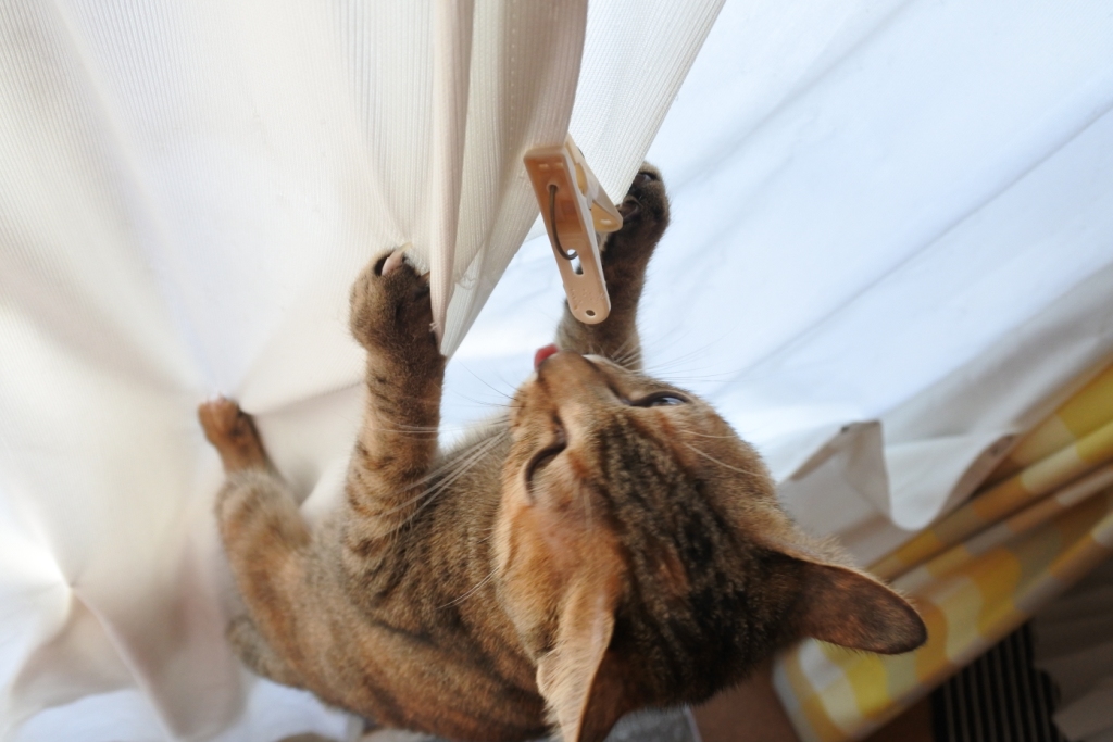 f:id:vegan24:20171228200525j:plain