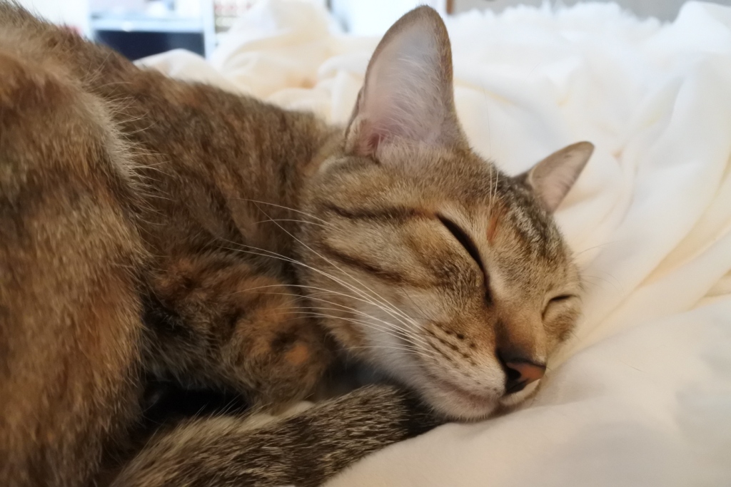 f:id:vegan24:20171228200530j:plain