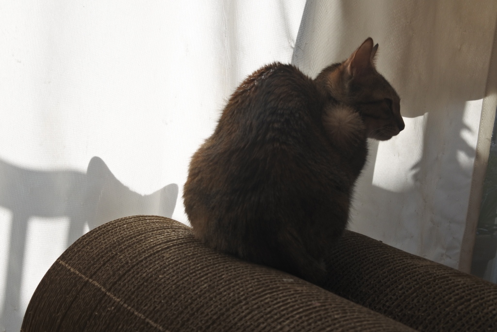 f:id:vegan24:20171228200546j:plain