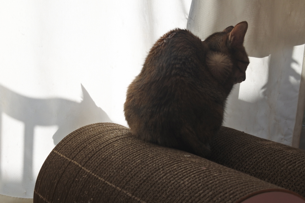 f:id:vegan24:20171228200552j:plain