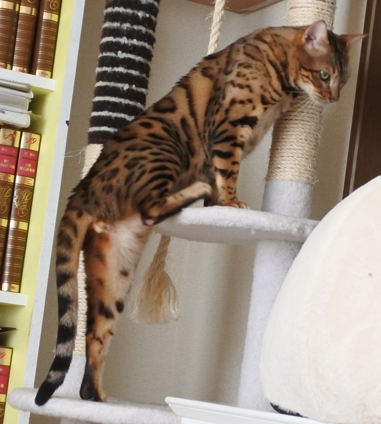 f:id:vegan24:20180110204019j:plain