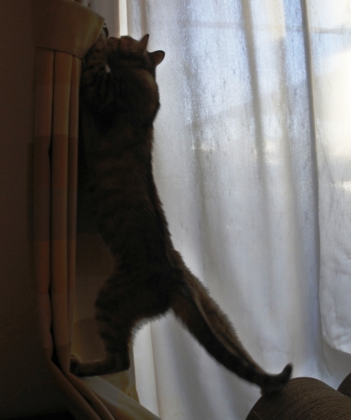 f:id:vegan24:20180110204028j:plain