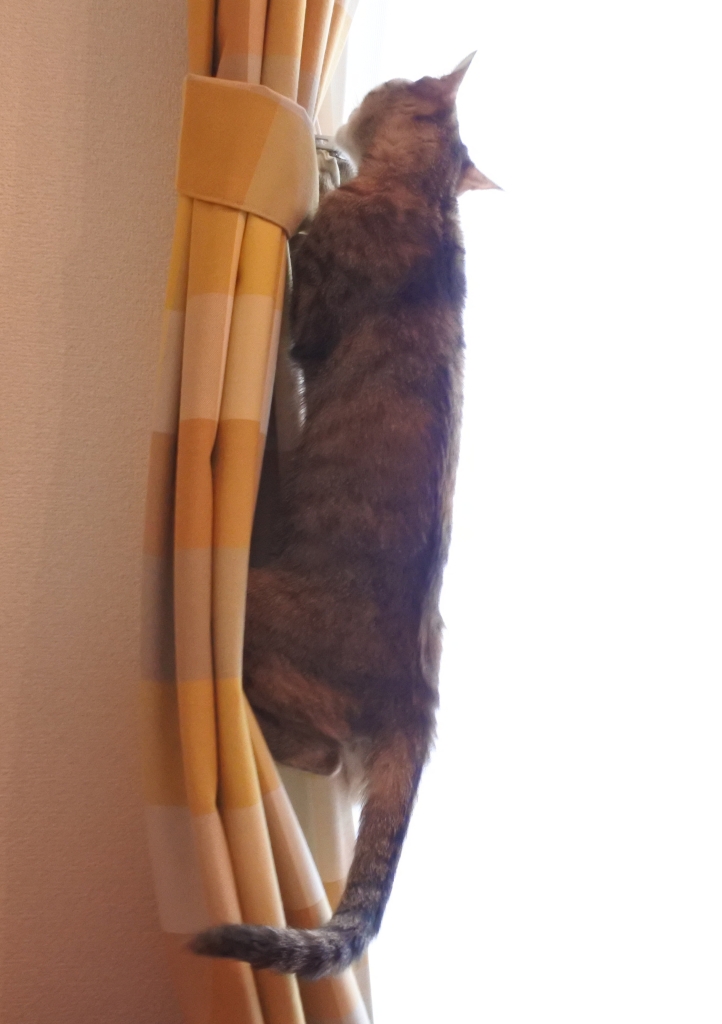 f:id:vegan24:20180110204035j:plain