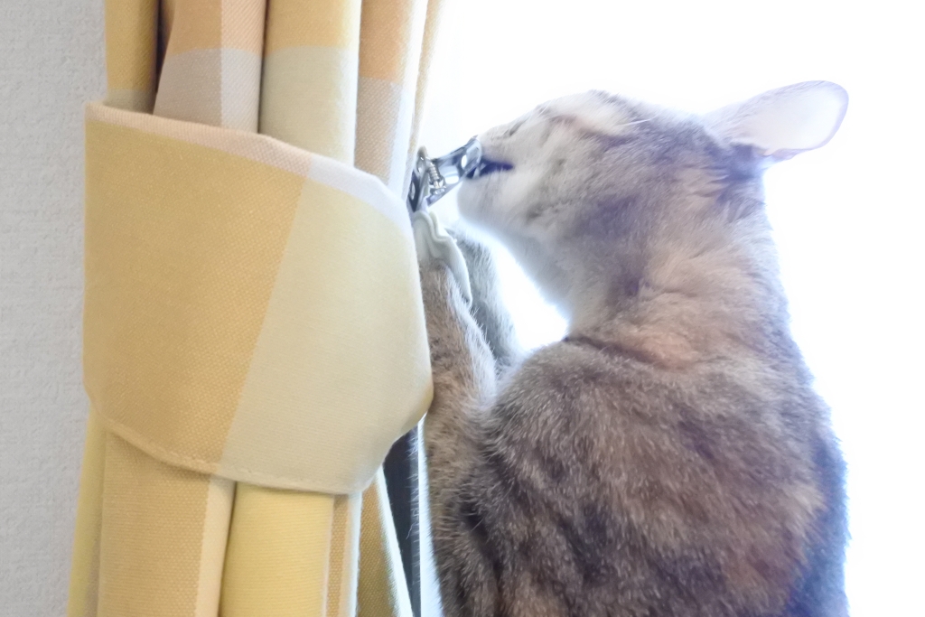 f:id:vegan24:20180110204042j:plain