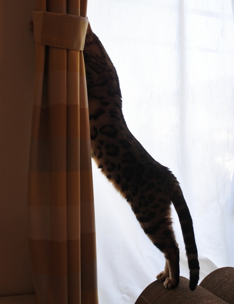 f:id:vegan24:20180110204055j:plain