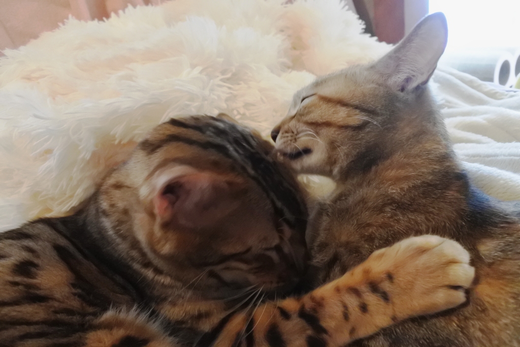 f:id:vegan24:20180126203319j:plain