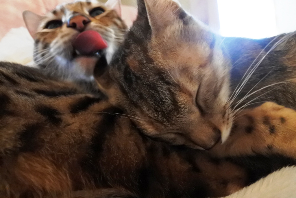 f:id:vegan24:20180126203336j:plain