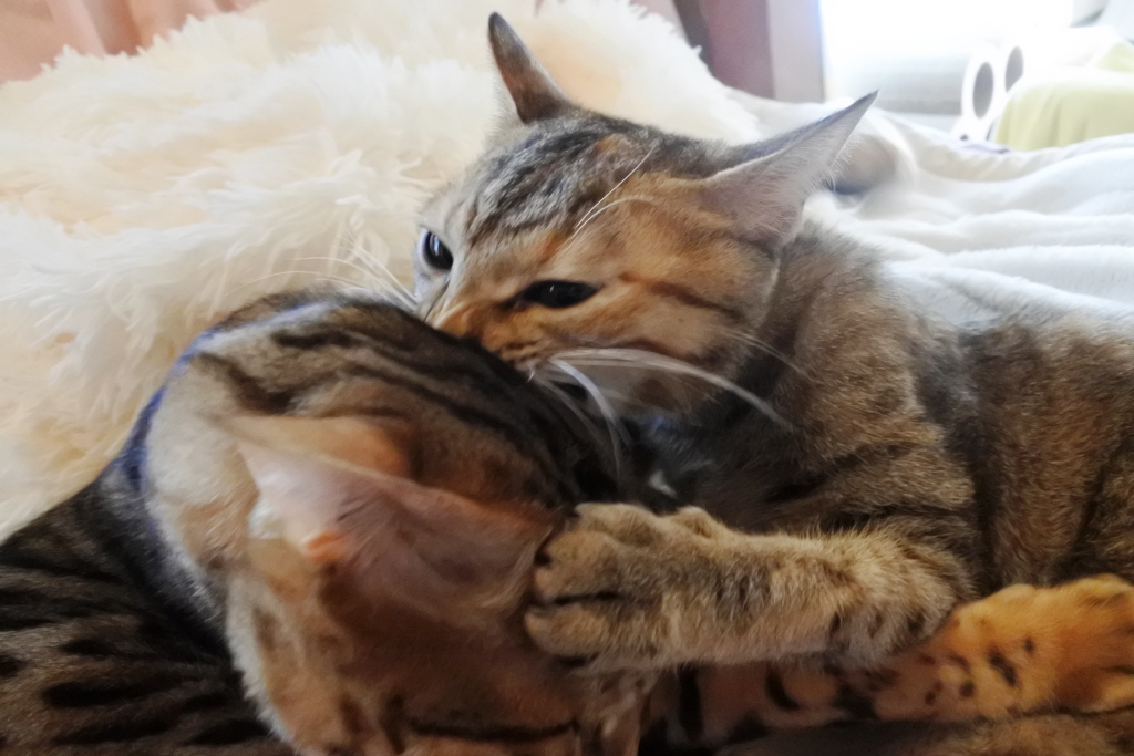 f:id:vegan24:20180126203346j:plain