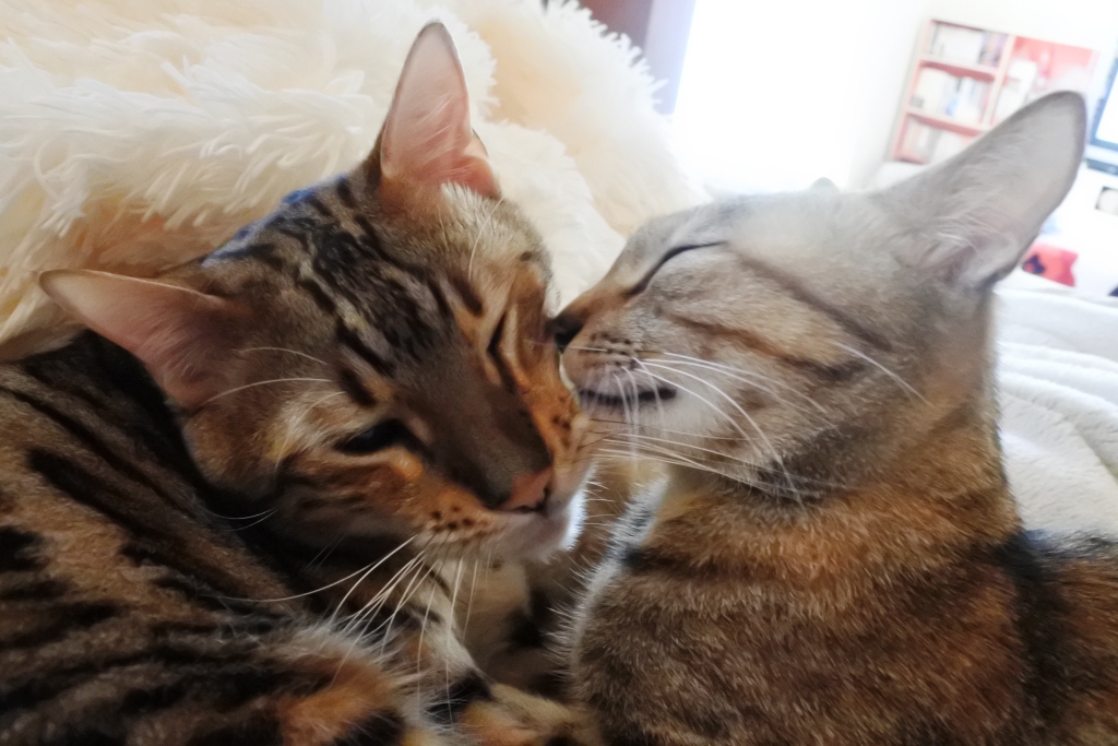 f:id:vegan24:20180126203401j:plain