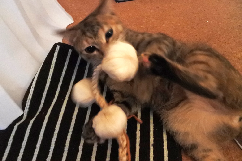 f:id:vegan24:20180130140713j:plain