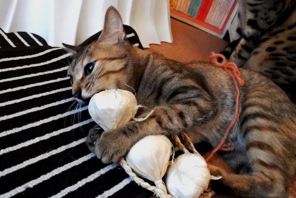 f:id:vegan24:20180130140728j:plain