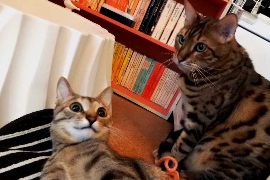 f:id:vegan24:20180130140734j:plain